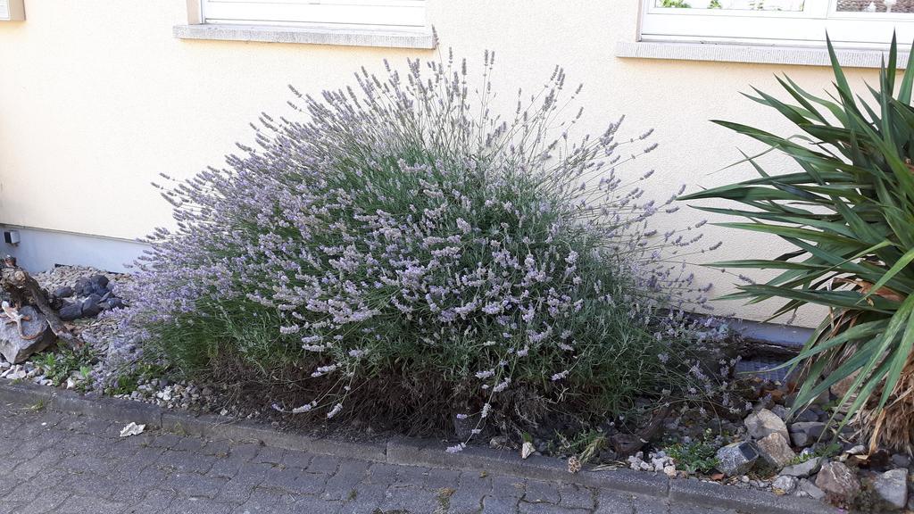 Apartmán Winzerhof Senn Vogtsburg Exteriér fotografie